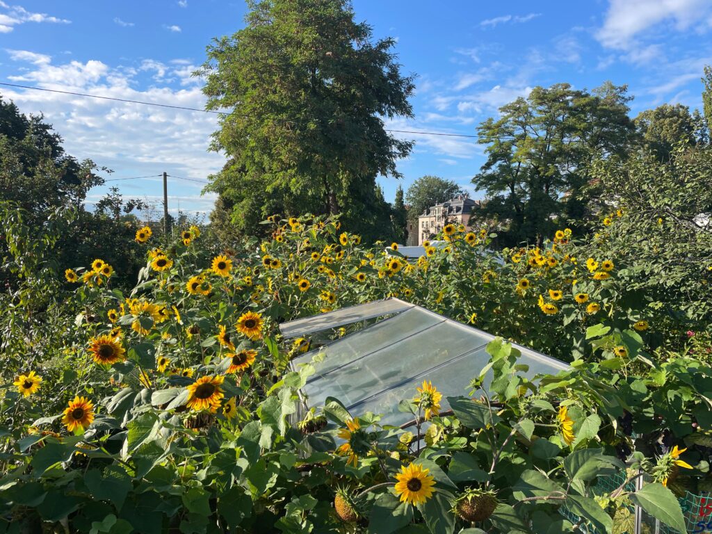 Sonnenblumenmeer 2025